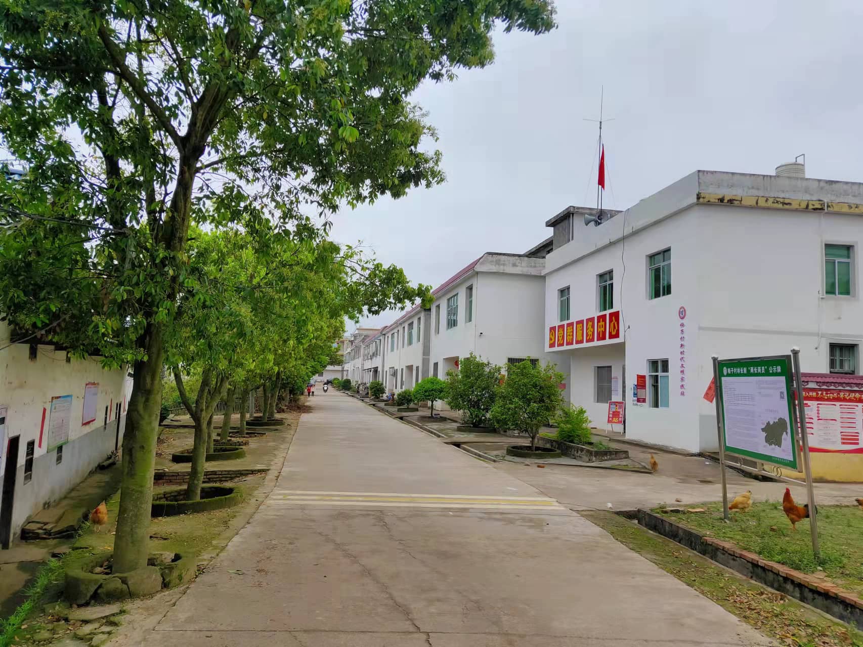 魅力梅子